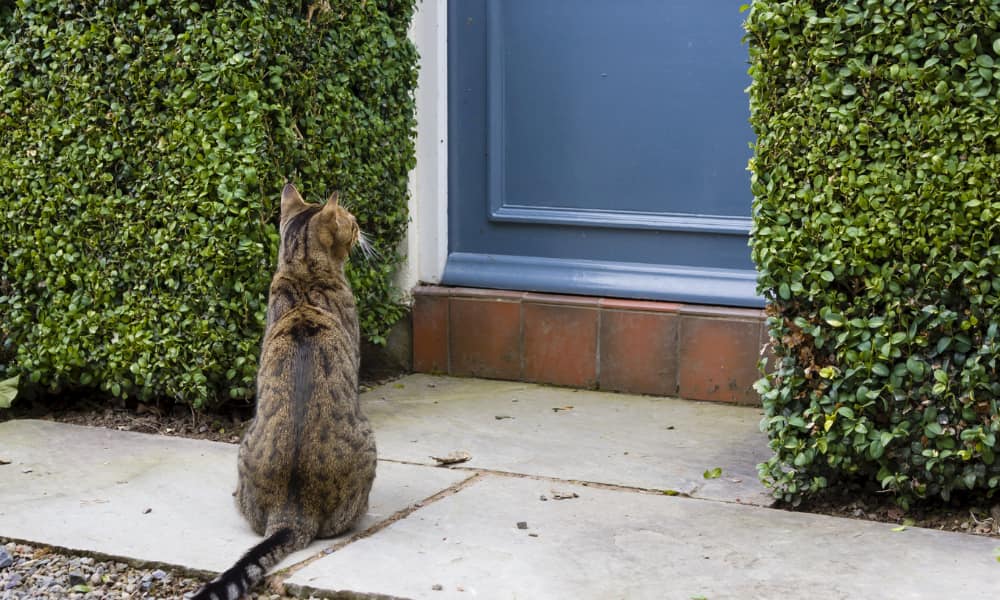 Cat at the door of an English Basement in DC.