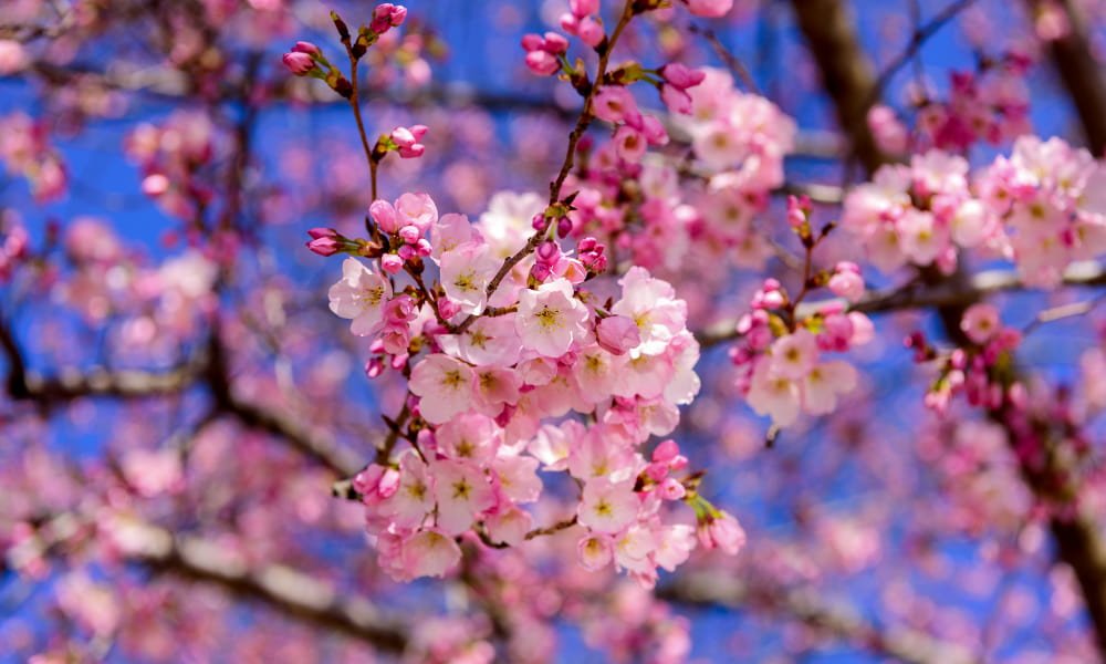 cherry blossom tree in DC