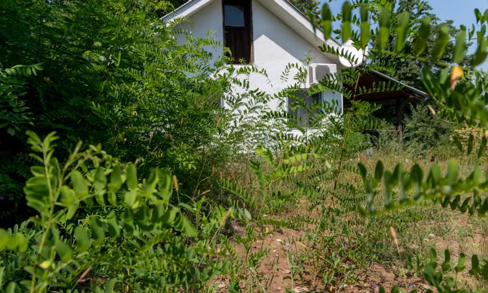 A home with an overgrown yard, which is one factor to look for when figuring out how to find distressed property