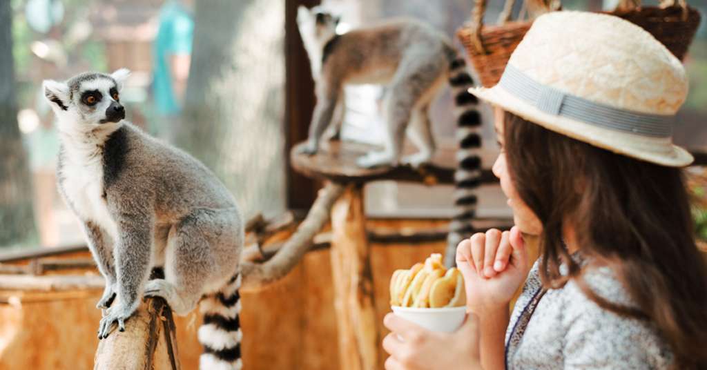 A young girl wearing a hat watches two ring-tailed lemurs in an indoor zoo exhibit, holding a cup of snacks while one lemur perches on a wooden branch and another stands on a platform in the background