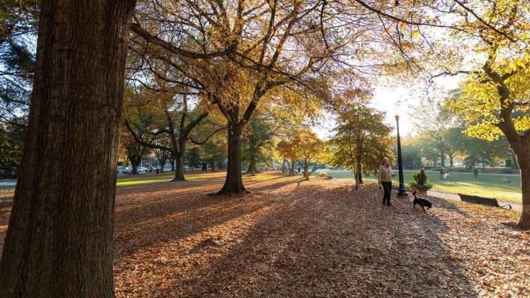 Lincoln Park with autumn leaves, sunlit trees, a woman walking a dog, and people in the background.
