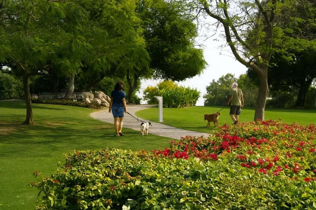Peaceful morning dog walk through a scenic park with blooming flowers and greenery