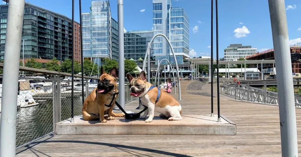A pet-friendly waterfront location in Washington, D.C. with dogs playing near the water, surrounded by trees and city buildings.