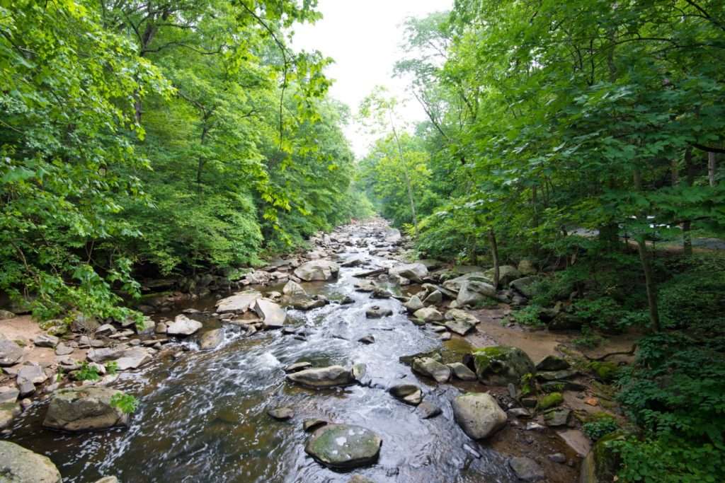 A serene forest stream flowing through a rocky riverbed, surrounded by dense green trees and foliage on a bright day.
