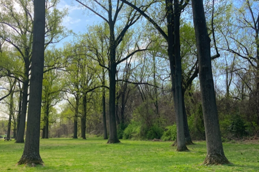 Parks in Hyattsville That Locals Love 1 David C. Driskell Community Park in Hyattsville in Maryland