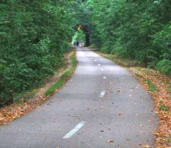 Paved path through lush green forest, with scattered leaves and a tunnel entrance in the distance.