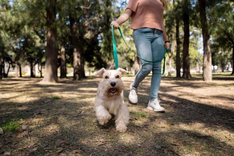 Woman walking a fluffy white dog on a leash in a sunlit park with trees in the background.